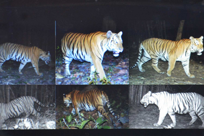 Tiger preservation to be enhanced - Vimarsana News