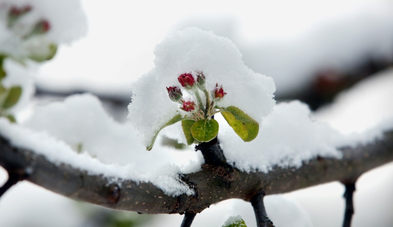 Researchers said the early flowering could pose widespread of ecological threats. Researchers said the early flowering could pose widespread of ecological threats.