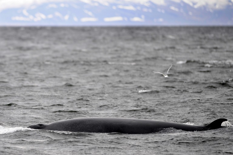 Demand for Icelandic whale meat has decreased since Japan -- Iceland's main market, returned to commercial whaling Demand for Icelandic whale meat has decreased since Japan -- Iceland's main market, returned to commercial whaling