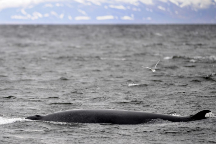 Iceland to end whaling as demand dwindles - Vimarsana News