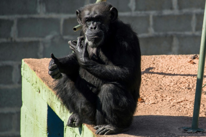 Swiss region votes on giving primates fundamental rights - Vimarsana News