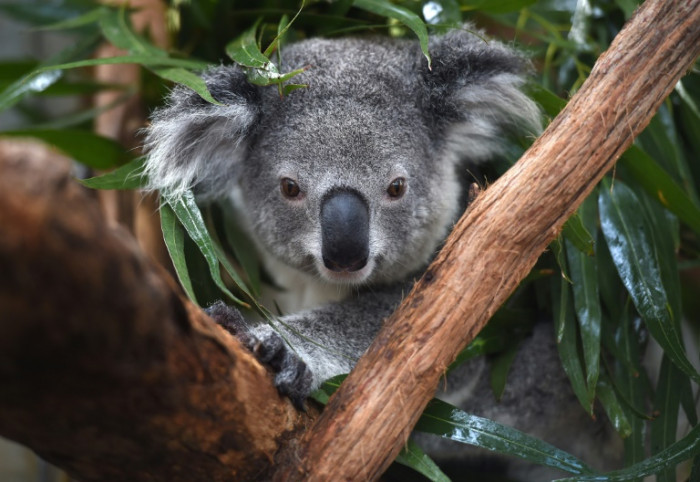 Australia warns koalas 'endangered' as numbers plunge - Vimarsana News