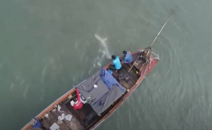 Dolphin rescued from fishing net off Trang - Vimarsana News