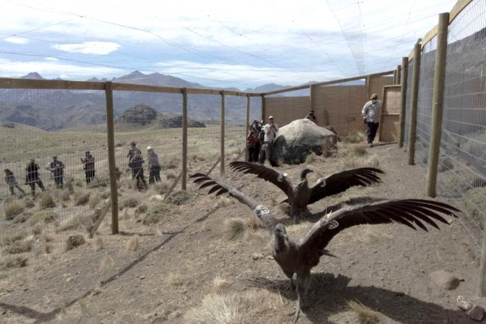 Rescued condors spread wings in Chilean Andes - Vimarsana News