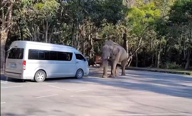 NAKHON RATCHASIMA: Khao Yai National Park officials have warned tourists and the public to keep away from wild elephants due to their unpredictable behaviours.