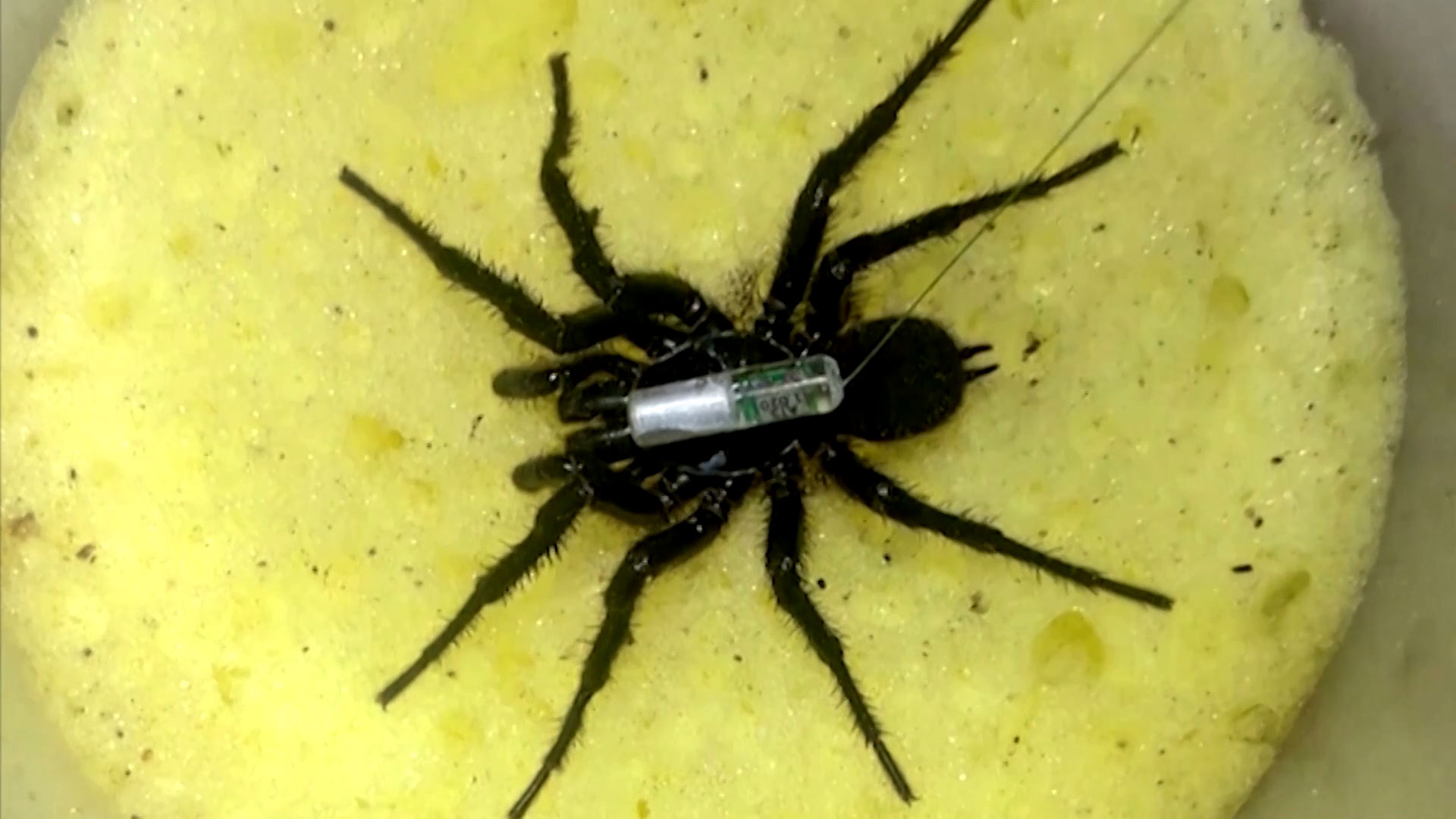 A Sydney funnel-web spider is released back into the Australian bush with a telemetry tracker attached to study how far a mature male can travel at night, and whether their movements are affected by environmental conditions and weather. - REUTERS