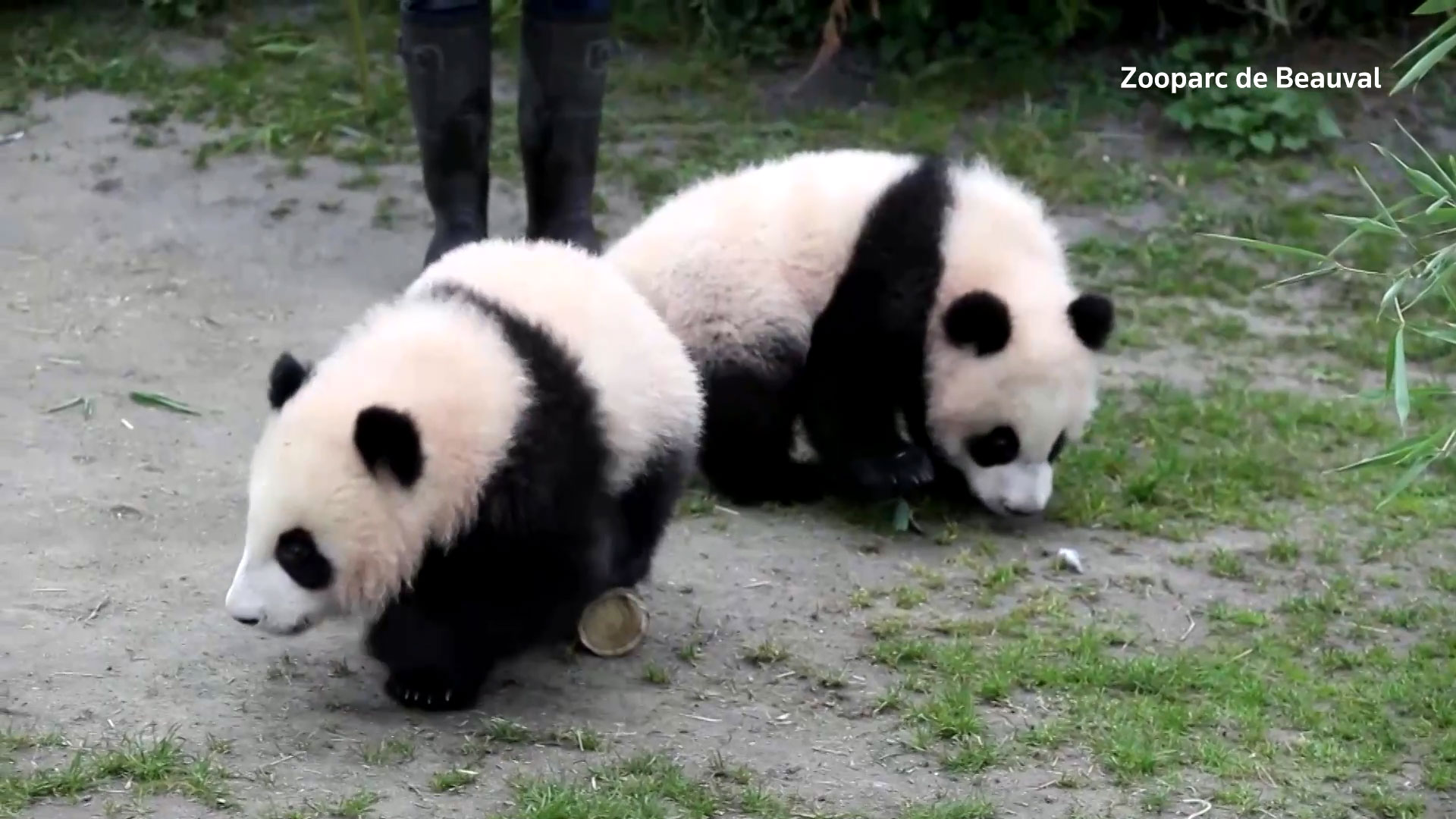 French zoo's baby pandas frolic outdoors for first time