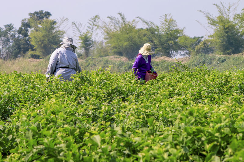 Jasmine farmers tend to their crops in Nakhon Sawan province in January 2021. (Photo: 	Chalit Pumruang)