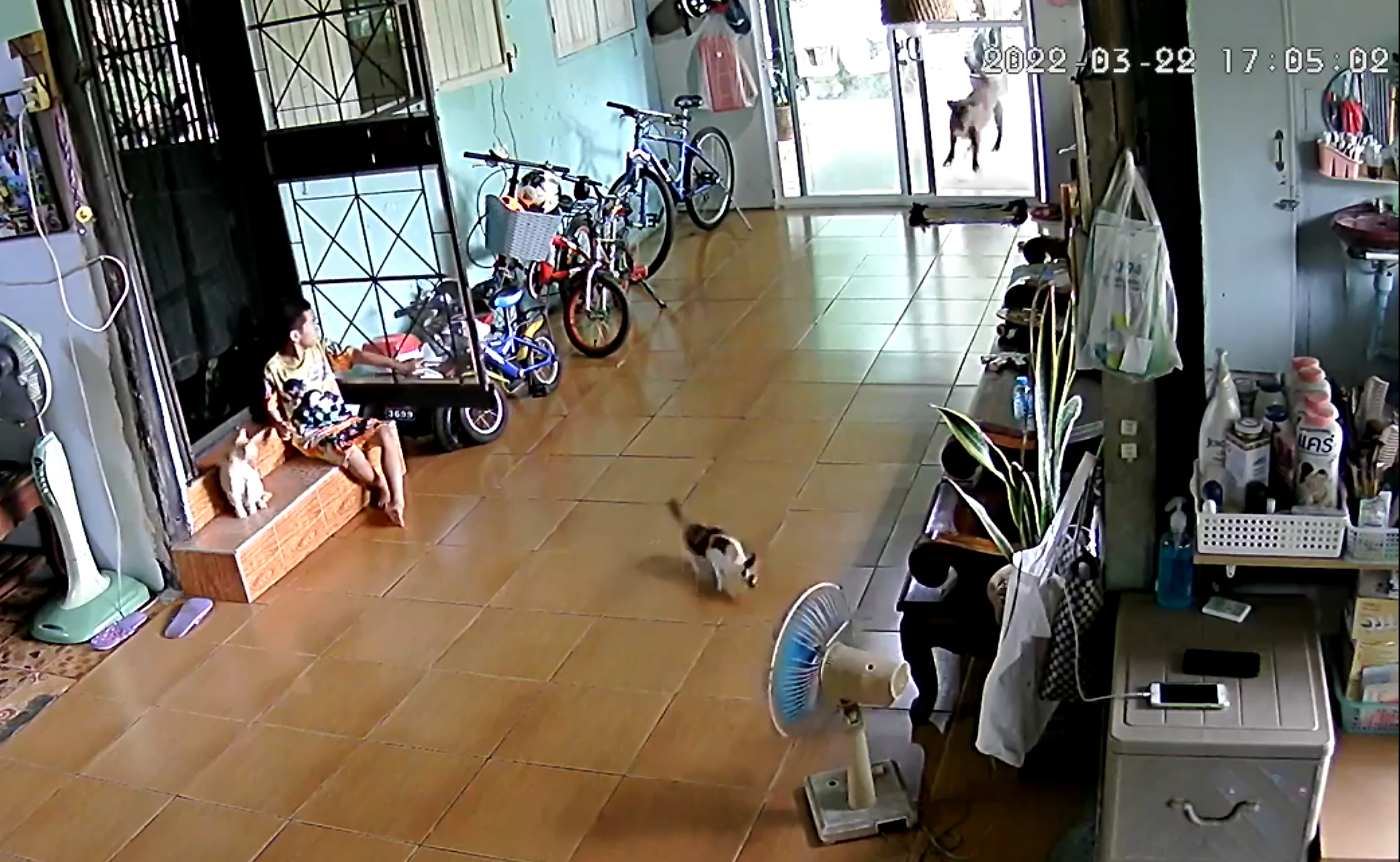 A boy plays with his pet cats as a pit bull is seen approaching the open sliding door of the house, in Kanchanaburi on Tuesday. (Screen capture from Nut Kmutnb Facebook page)