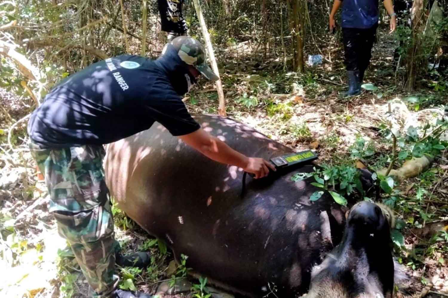 Pregnant gaur found dead in national park