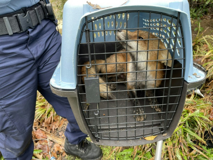 Fox caught at US Capitol had rabies: city health authority - Vimarsana News