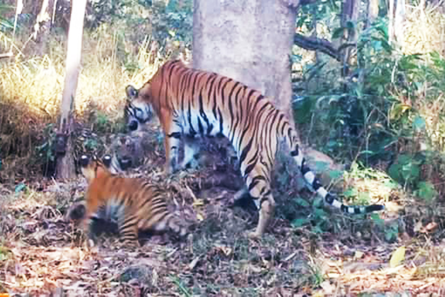 Natural habitat: A camera trap captures a mother tiger being tagged along by two cubs in Mae Wong National Park.