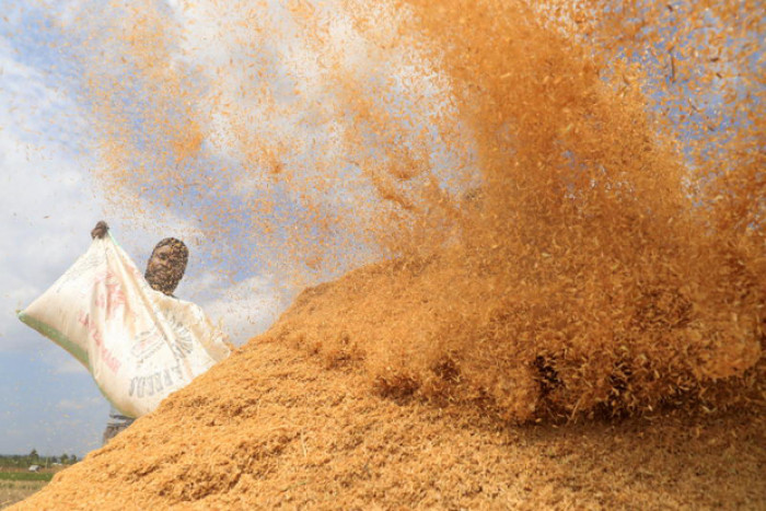 Soaring costs threaten rice supplies - Vimarsana News