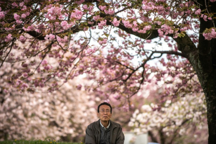 Prettier in pink: Remaking Japan's cherry blossom season - Vimarsana News