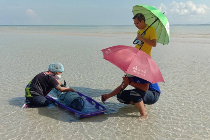 Injured striped dolphin beaches in Phuket - Vimarsana News