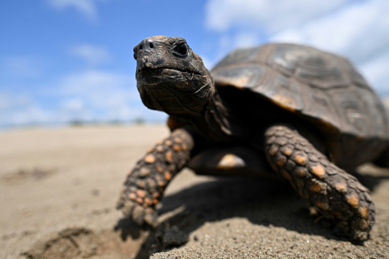 Half of turtle species assessed are at risk. Half of turtle species assessed are at risk.