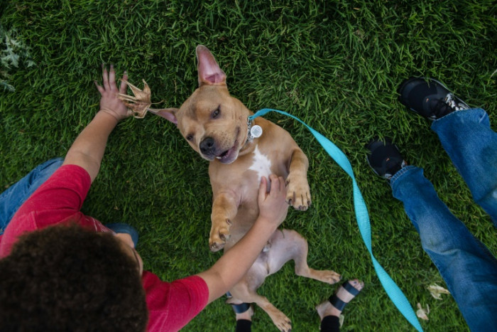 Contrary to popular belief, a dog's breed won't predict behavior - Vimarsana News
