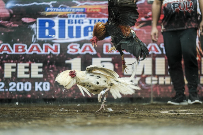 Philippines' Duterte seeks to end lucrative online cockfighting - Vimarsana News