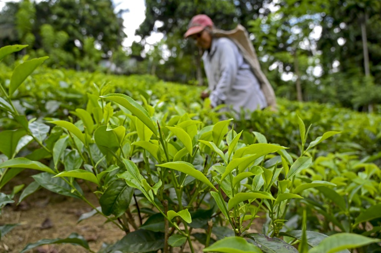 Sri Lanka tea exports lowest in 23 years Sri Lanka tea exports lowest in 23 years