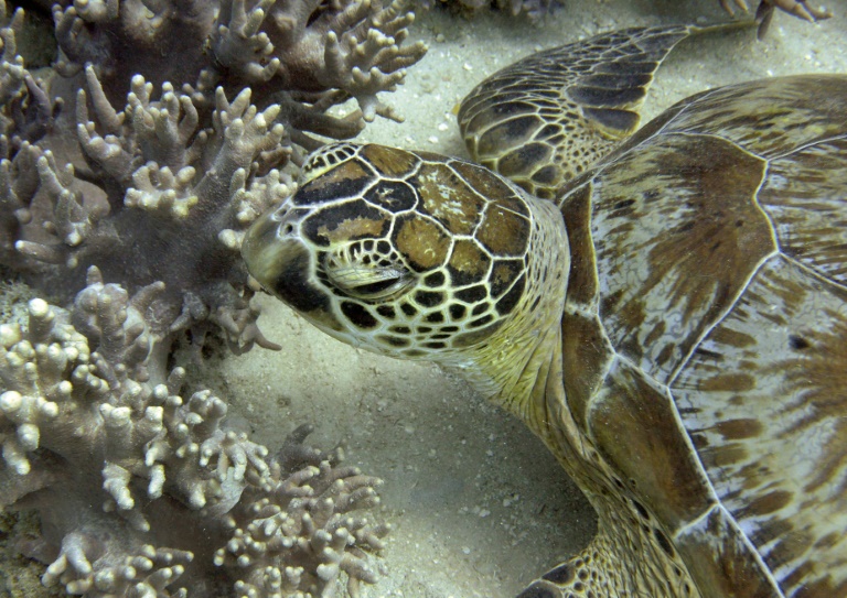 A prolonged summer heatwave in Australia left 91% of the Great Barrier Reef's coral damaged by bleaching, according to a new government monitoring report. A prolonged summer heatwave in Australia left 91% of the Great Barrier Reef's coral damaged by bleaching, according to a new government monitoring report.