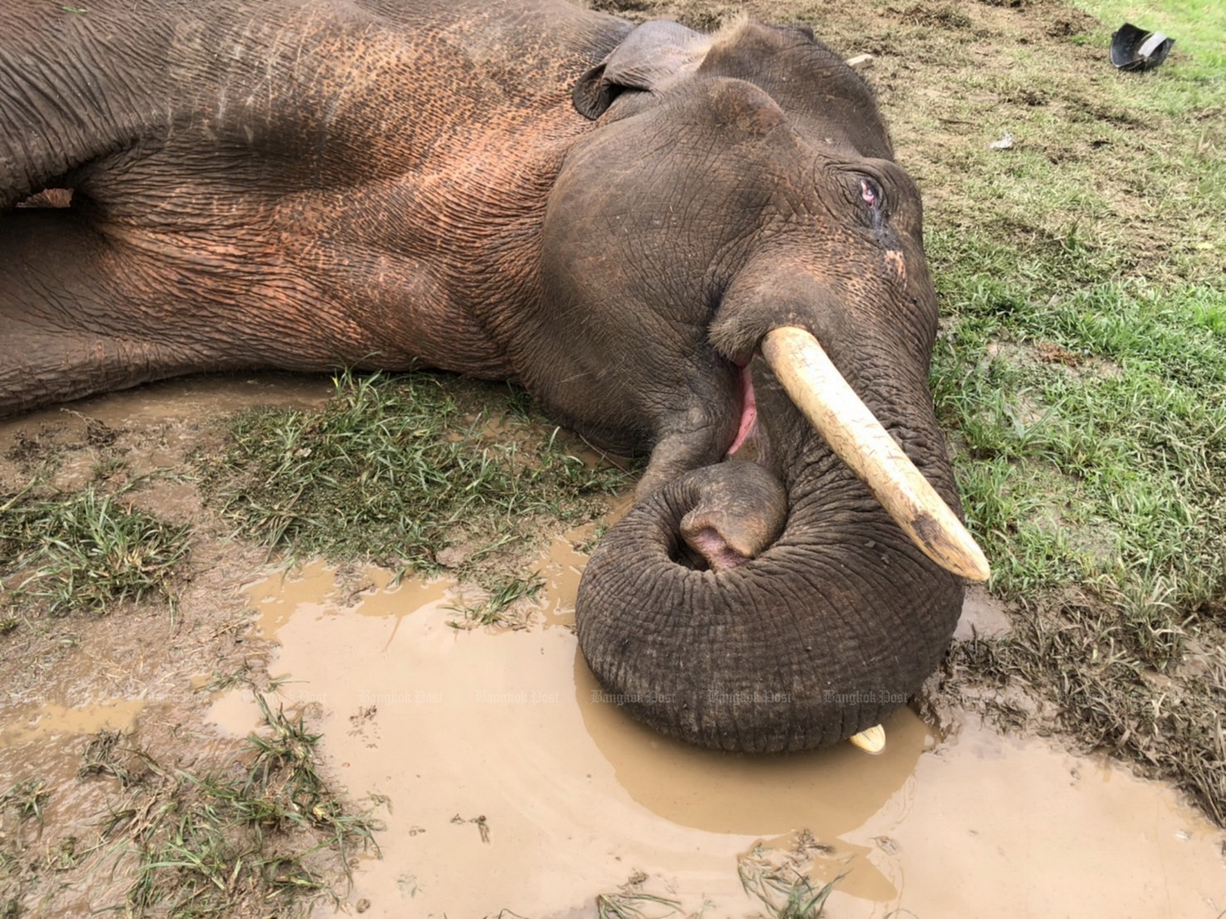 A wild elephant died from septicaemia in a forest in Kanchanaburi province on Sunday afternoon.