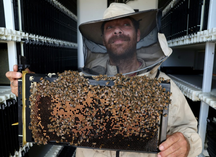 Robot hives in Israel kibbutz hope to keep bees buzzing - Vimarsana News