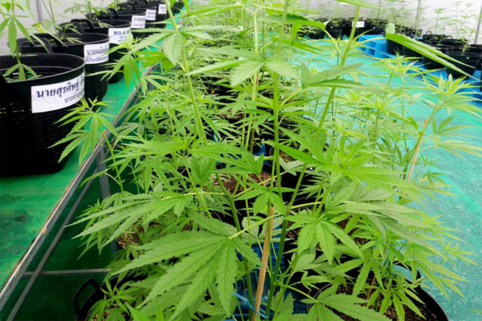Cannabis laws to be eased next month