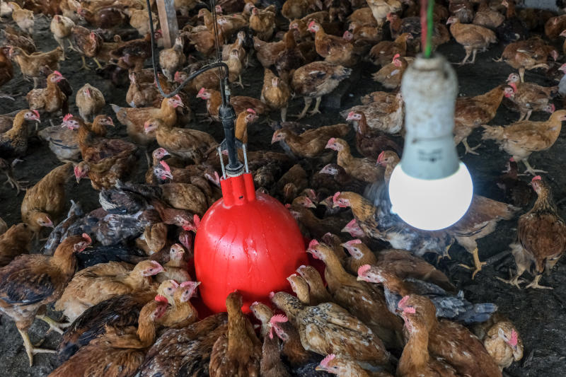 Chickens drink water at the Chicken and Vegetables Farm Meranti facility in Puchong, Selangor, Malaysia, on March 14, 2022. (Bloomberg file photo)