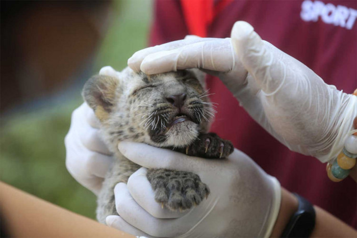 Wildlife dept struggling to feed 26,000 rescued wildlife