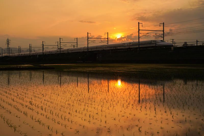 A Shinkansen bullet train travels past a rice paddy field at dusk in Fuji, Shizuoka prefecture, Japan, on Monday. (Bloomberg photo)