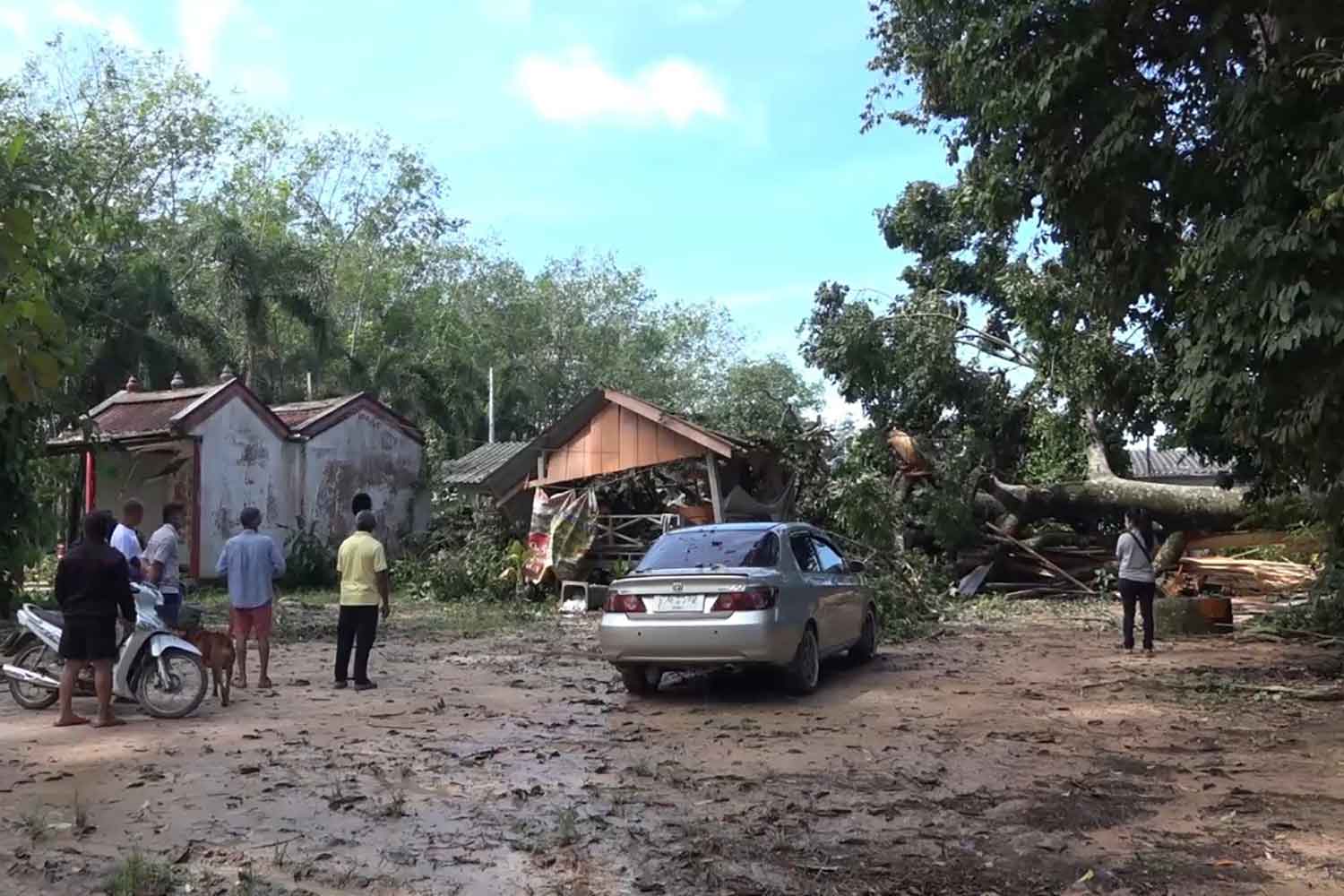 A house in Thung Prap temple temple in Songkhla's Sadao district was crushed by a large tree that fell after a rainstorm on Sunday morning, killing a temple driver. A car was also damaged. (Photo: Assawin Pakkawan)