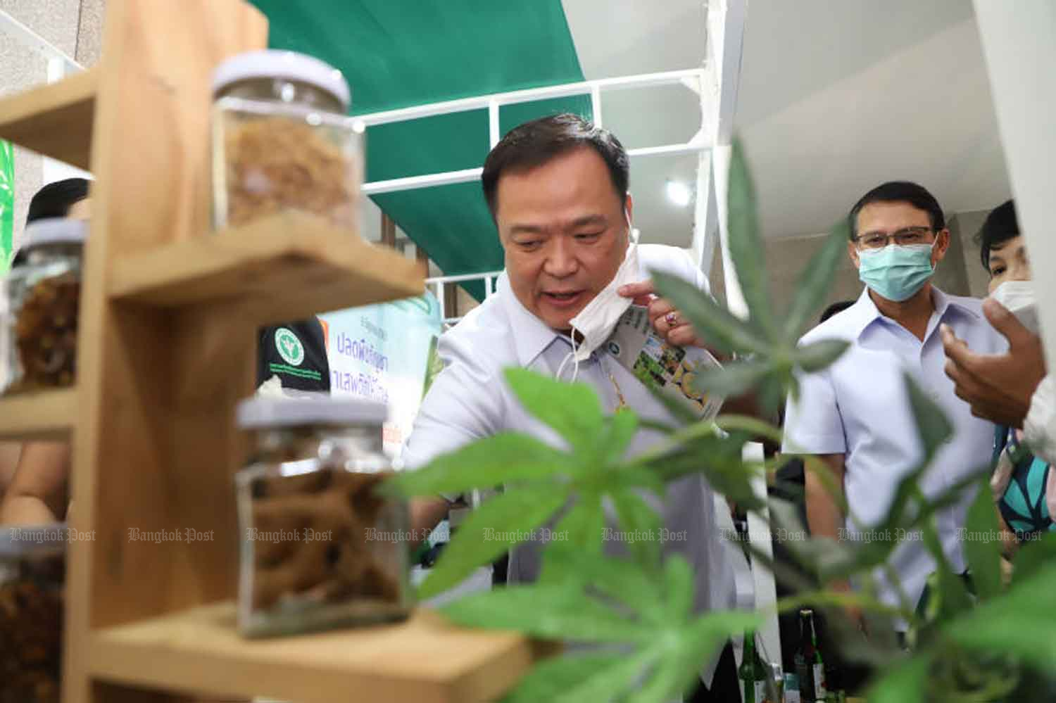 Public Health Minister Anutin Charnvirakul inspects cannabis-based products on display at the Public Health Ministry in Nonthaburi province last month. (Photo: Pattarapong Chatpattarasill)