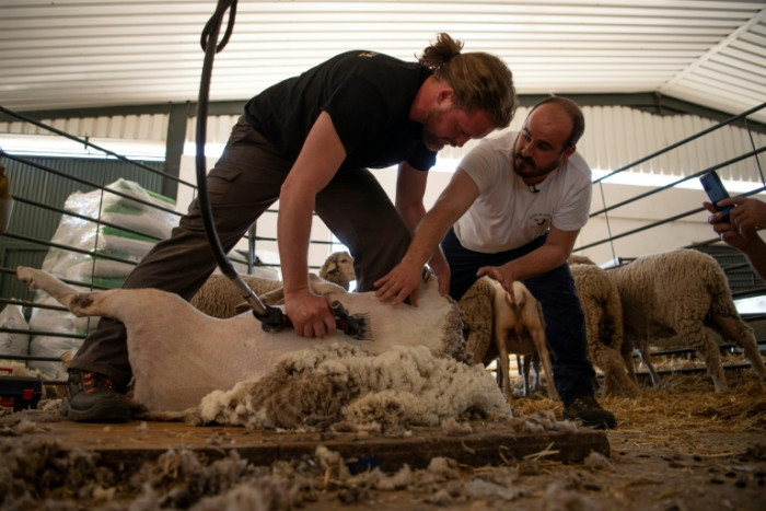 Hi-tech herd: Spain school turns out 21st-century shepherds - Vimarsana News