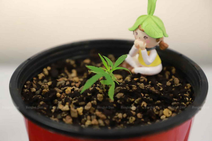 Cannabis to be banned from state schools - Vimarsana News