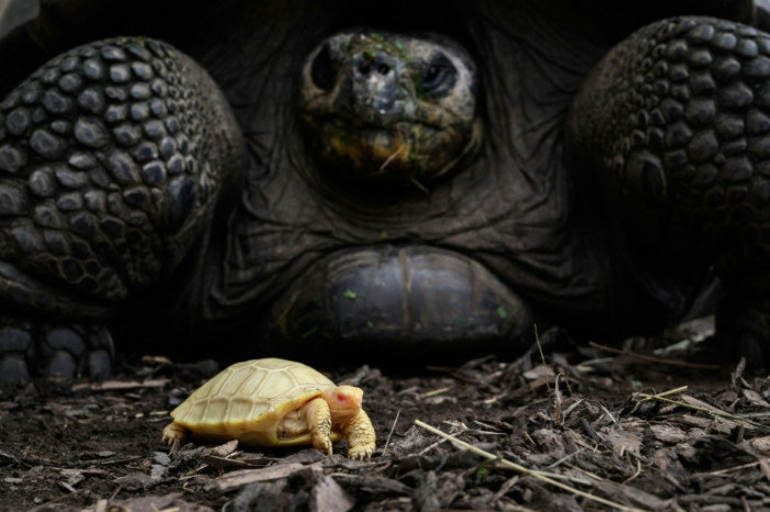 Forever young: Many cold-blooded creatures don't age, studies show