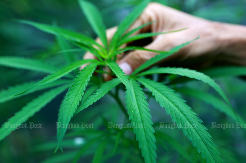 Prayut issues ganja ban for military