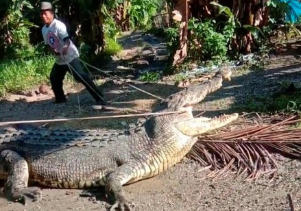 Usman, 53, a villager of Ambau Indah, tries to capture a 4-metre long crocodile, in Buton, Indonesia on Saturday in this screen grab obtained from social media video. (Ansar/via REUTERS)