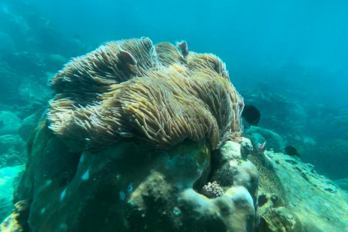 Vietnam halts scuba diving off popular island to protect coral - Vimarsana News