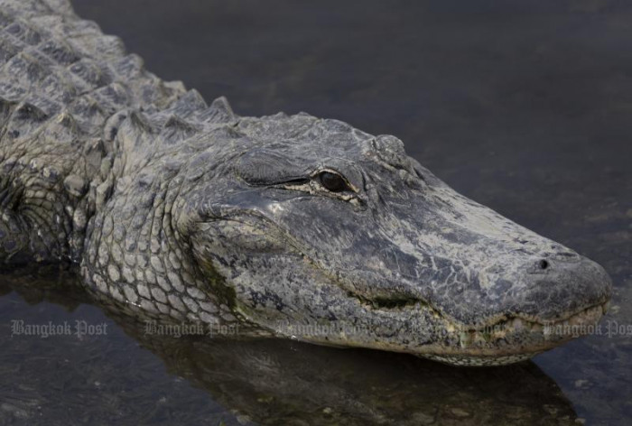 Mexican mayor marries alligator