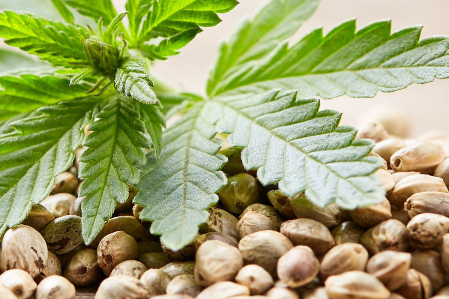 10 Best Seed Banks that Ship to the USA: Cannabis Seeds from Trusted Companies