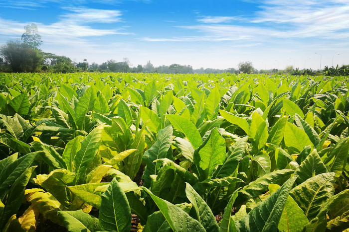 tobacco authority of thailand Safety Occupational Health and Environment Management : Virginia leaf procurement certified ISO 9001 Bangkok Post - TOAT diversifies