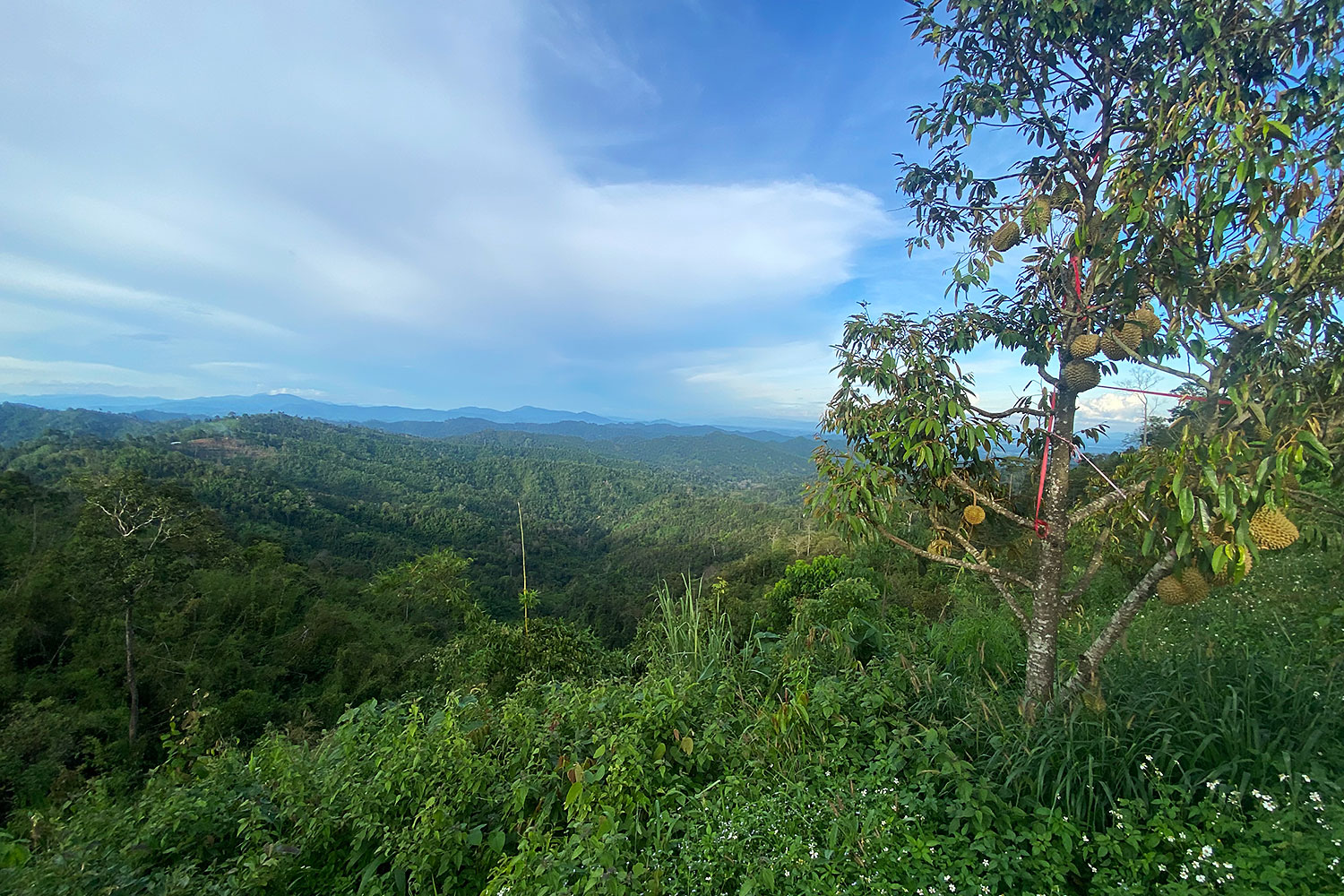 Durians grow high in the hills of Laplae district.