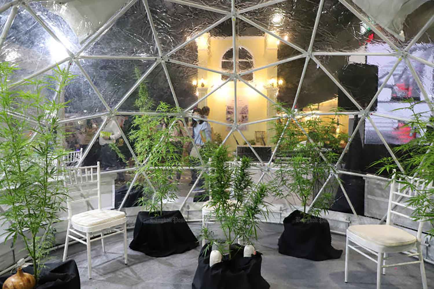 Cannabis plants are put on display at a herbal expo in Nonthaburi province early this month. (Photo: Pattarapong Chatpattarasill)