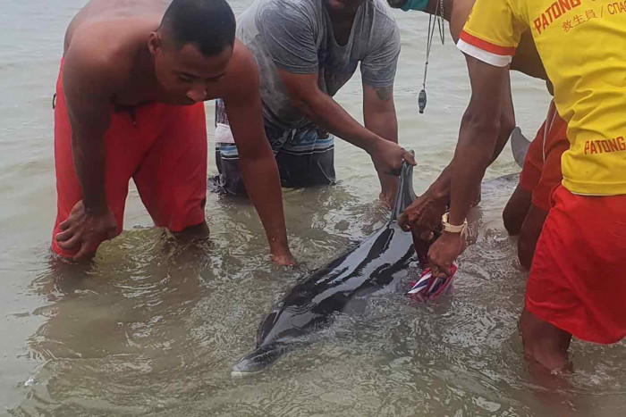 Injured dolphin dies after beaching at Patong - Vimarsana News