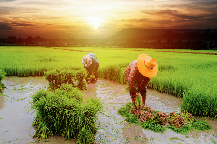 NIMT raises Thailand's rice production standard with the NQI initiative - Vimarsana News
