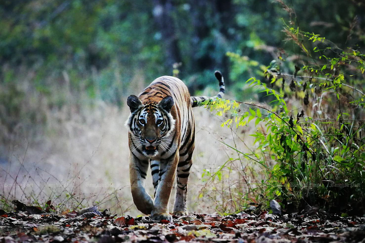 Rare tigers in Thailand spotted for first time in four years - The  Washington Post