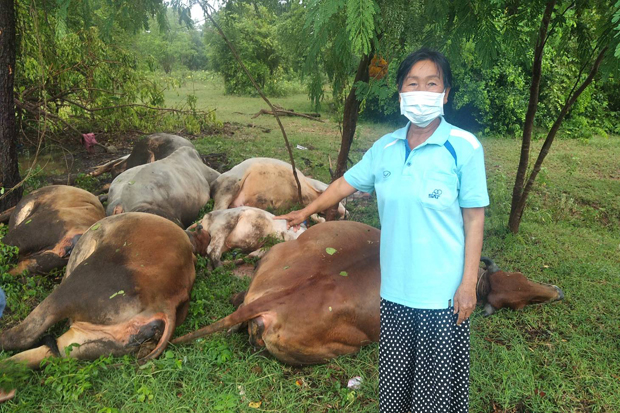 Puttha Sa-ut shows her cows killed after being struck by lightning in Bua Yai district of Nakhon Ratchasima on Sunday. (Photo: Prasit Tangprasert)