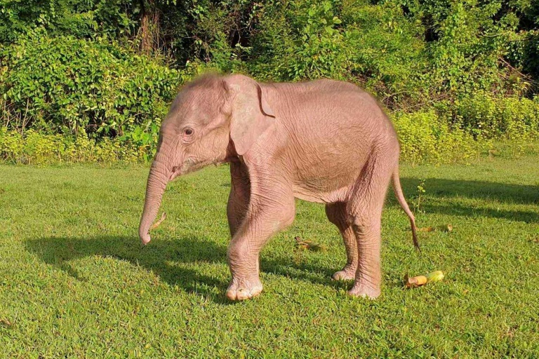 A rare white elephant born in Myanmar's western Rakhine state is seen walking around Taungup township on Tuesday. A rare white elephant born in Myanmar's western Rakhine state is seen walking around Taungup township on Tuesday.