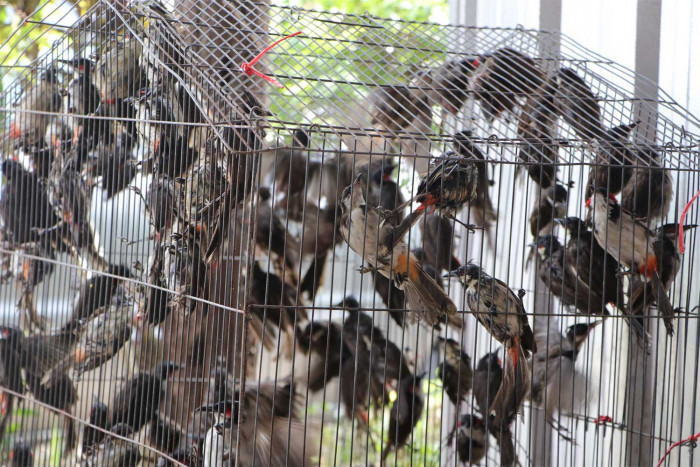 Fleeing smugglers abandon 400 protected birds - Vimarsana News