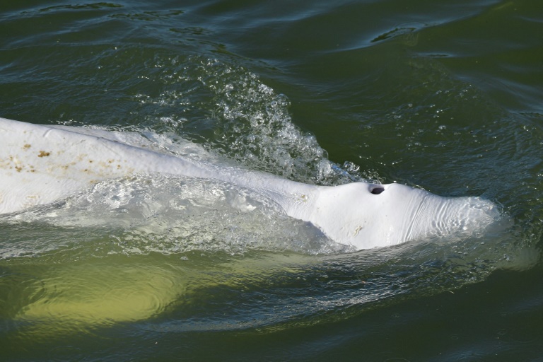 Belugas are a protected species that cannot survive long in fresh water Belugas are a protected species that cannot survive long in fresh water